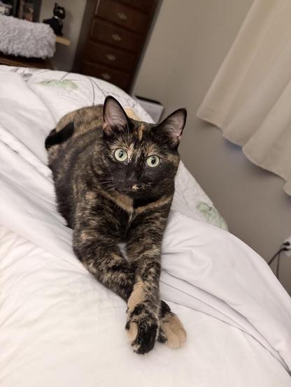 A tortoiseshell cat rests on a white pillow looking at the camera with her left paw resting over her right paw.